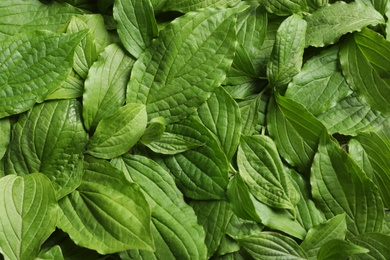 Beautiful spring green leaves as background, top view