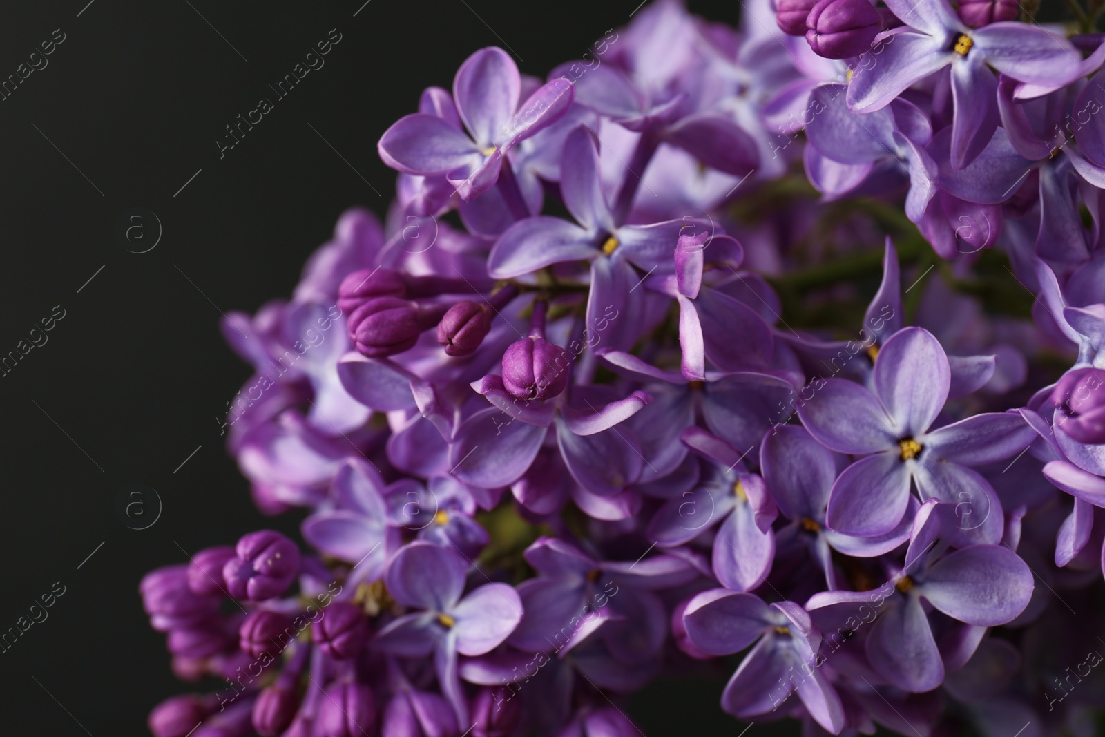 Photo of Beautiful blossoming lilac on dark background. Spring flowers