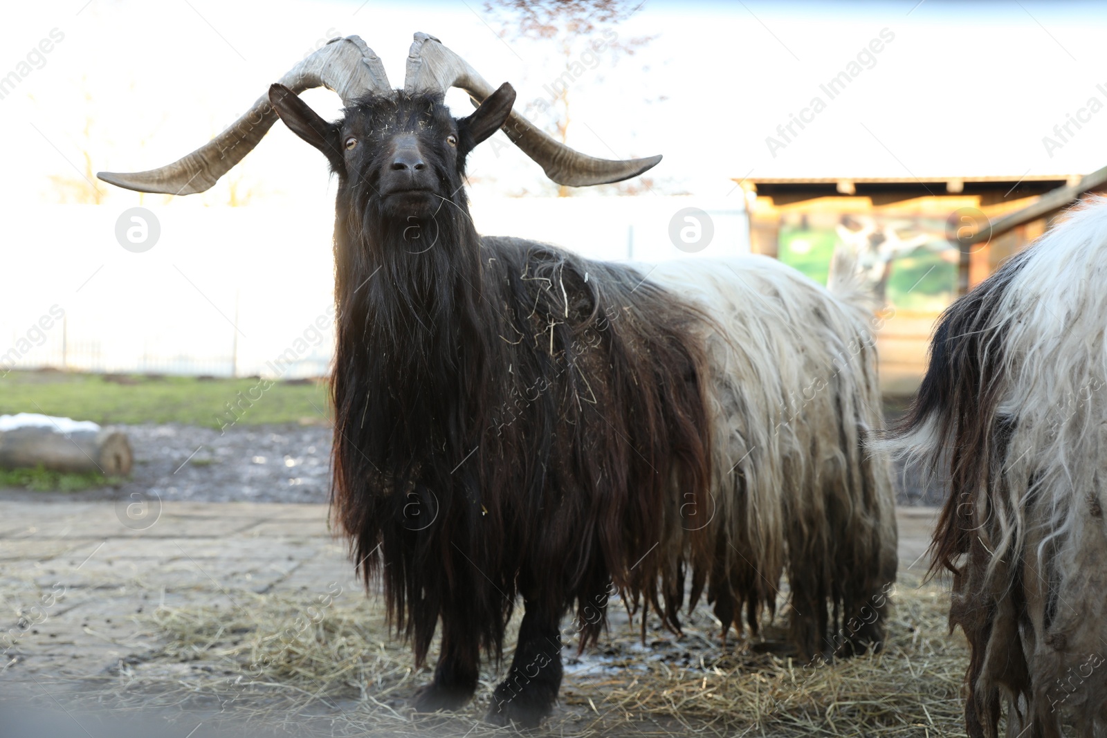 Photo of Beautiful welsh black-necked goats inside paddock in zoo