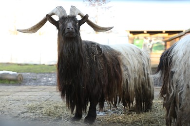 Beautiful welsh black-necked goats inside paddock in zoo