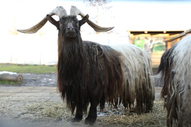 Photo of Beautiful welsh black-necked goats inside paddock in zoo