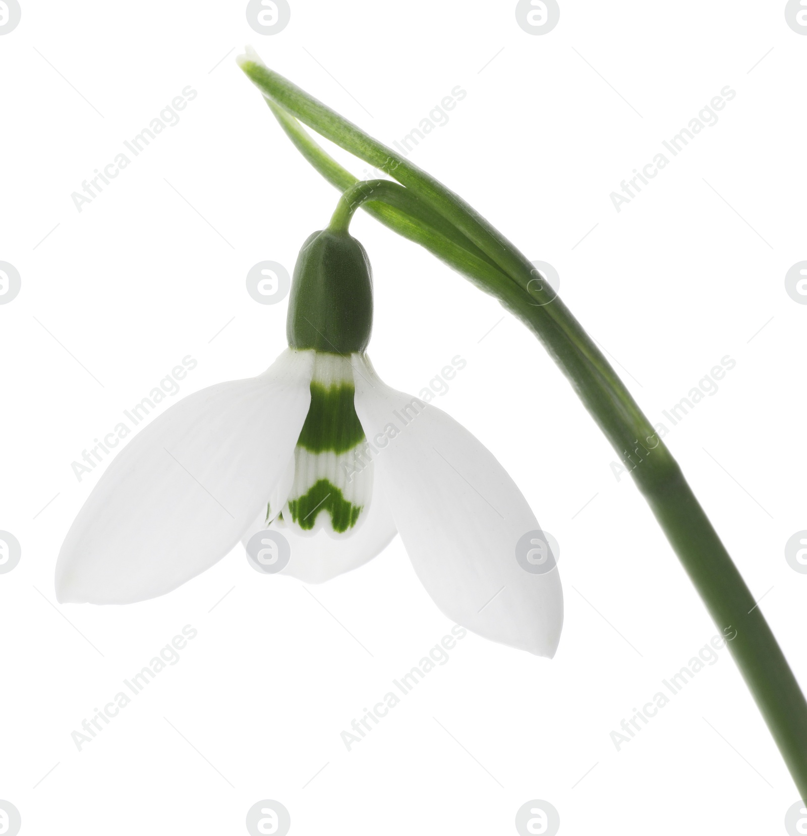 Photo of Beautiful snowdrop isolated on white. Spring flower