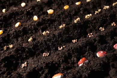 Photo of Different seeds on fertile soil. Vegetables growing