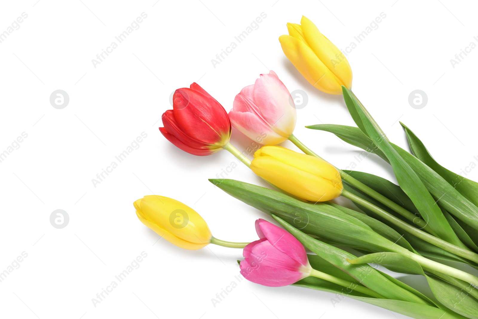 Photo of Beautiful colorful tulips on white background, top view