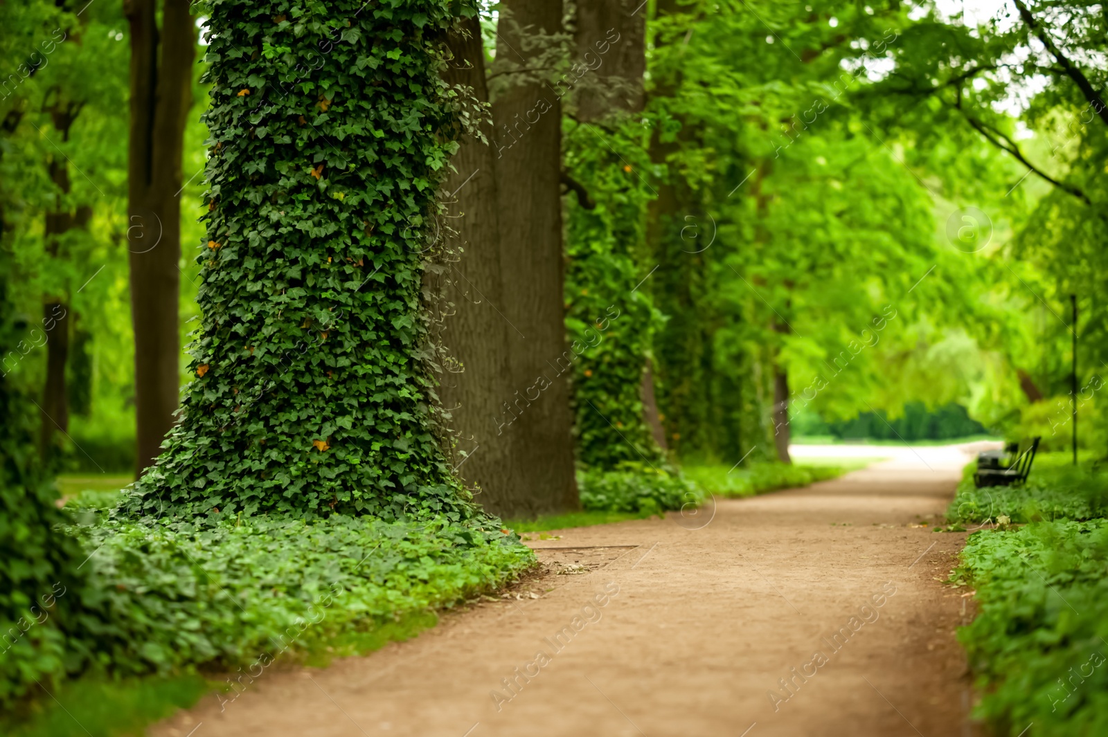 Photo of Beautiful view of green park with ivy plant and pathway. Space for text