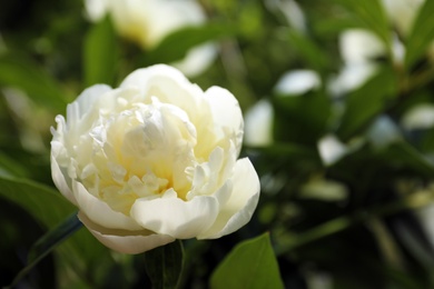 Photo of Closeup view of blooming white peony bush outdoors