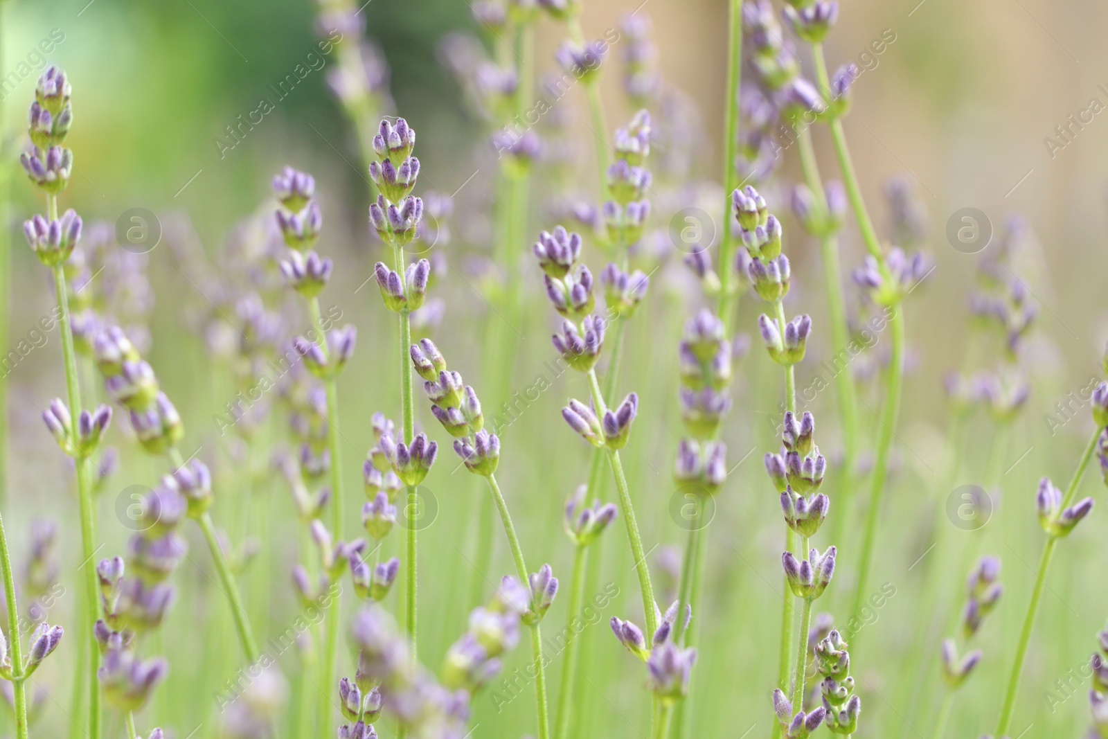 Photo of Beautiful lavender on blurred background, closeup view