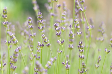 Photo of Beautiful lavender on blurred background, closeup view