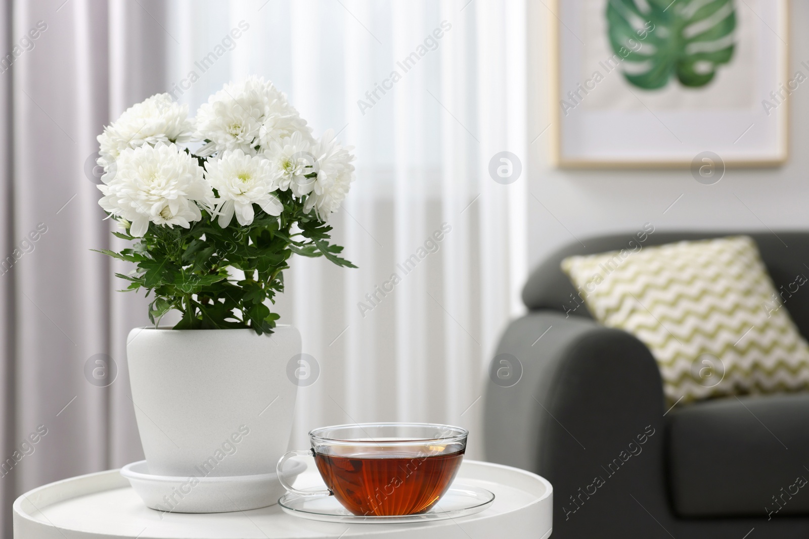 Photo of Beautiful chrysanthemum plant in flower pot and cup of tea on white table in room, space for text