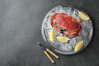 Photo of Delicious boiled crab with ice cubes, slices of lemon and cracker on grey table, top view. Space for text