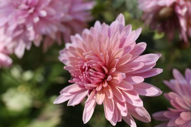 Photo of Beautiful pink chrysanthemum flowers growing in garden, closeup