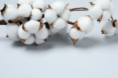 Photo of Beautiful cotton branch with fluffy flowers on light grey background, space for text