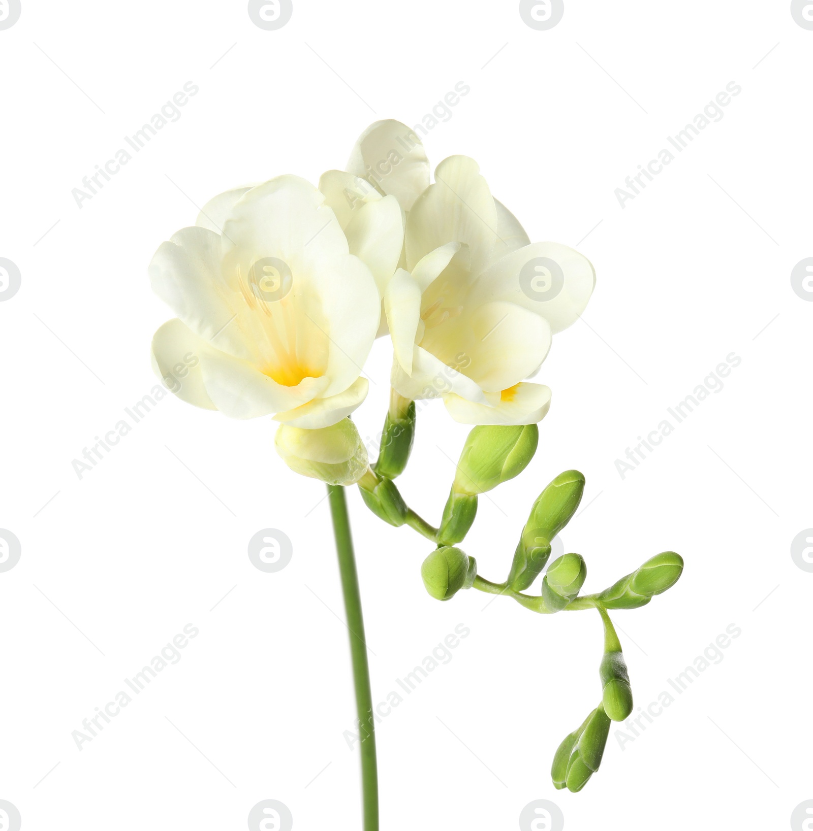 Photo of Beautiful freesia with fragrant flowers on white background