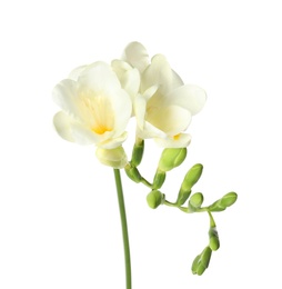 Photo of Beautiful freesia with fragrant flowers on white background