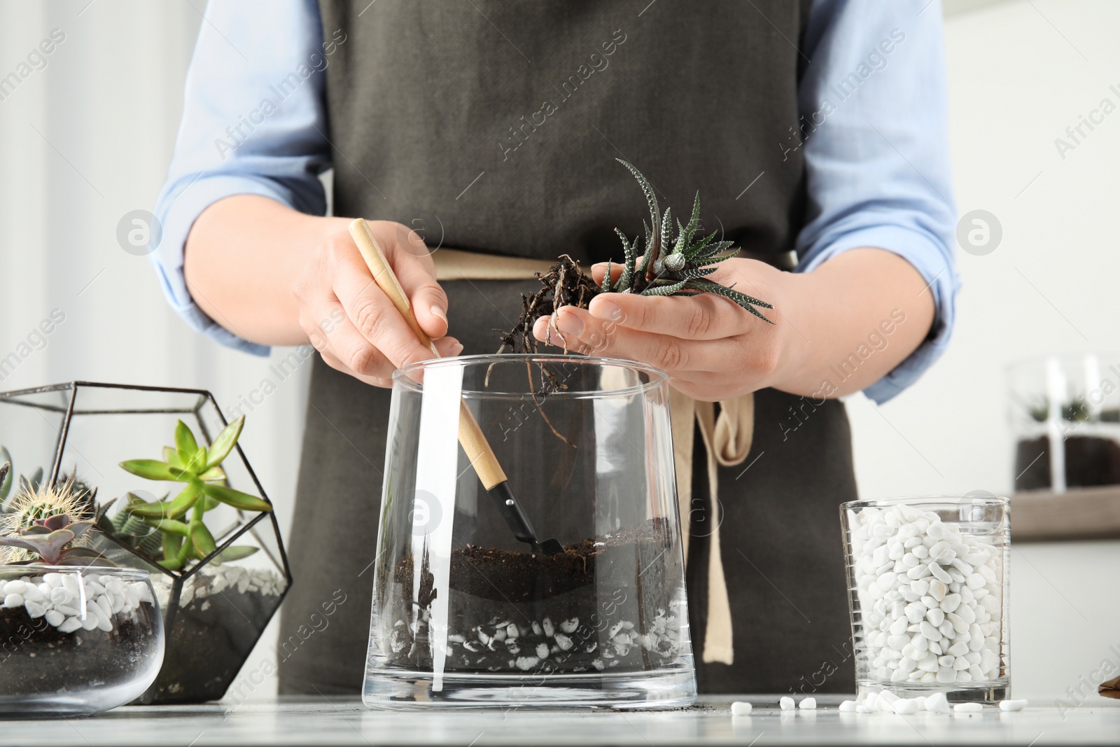 Photo of Young woman making florarium of different succulents at table, closeup