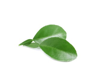 Green leaves of bergamot fruit on white background