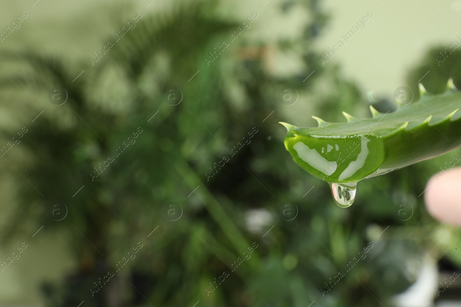 Photo of Leaf of aloe plant with water drop outdoors, closeup. Space for text