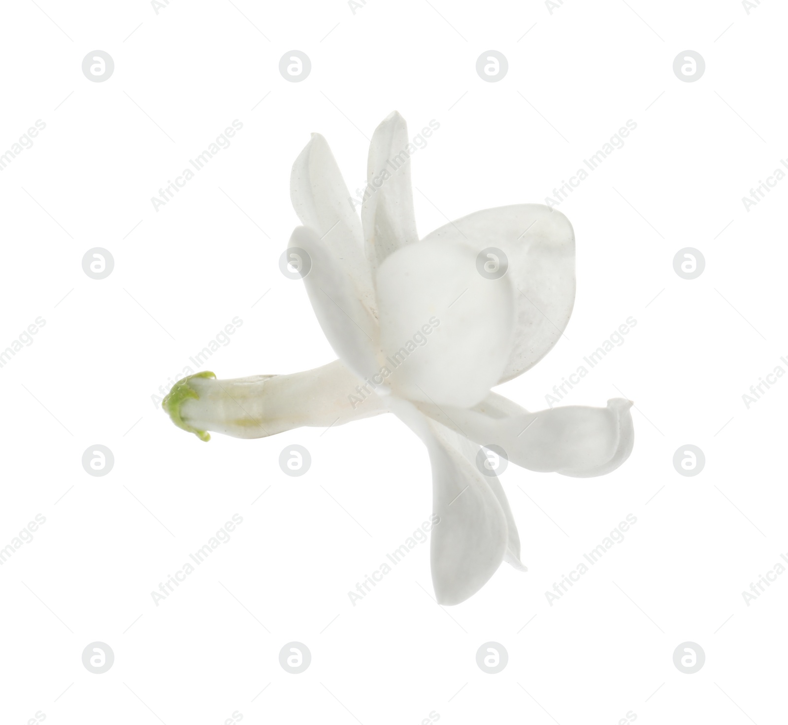 Photo of Beautiful fresh lilac blossom isolated on white