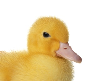 Photo of Cute fluffy gosling on white background, closeup. Farm animal