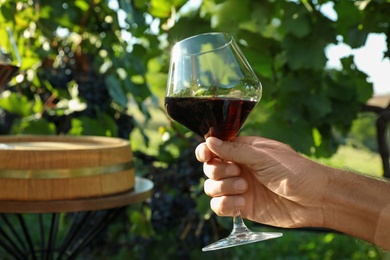 Photo of Man holding glass of wine in vineyard, closeup