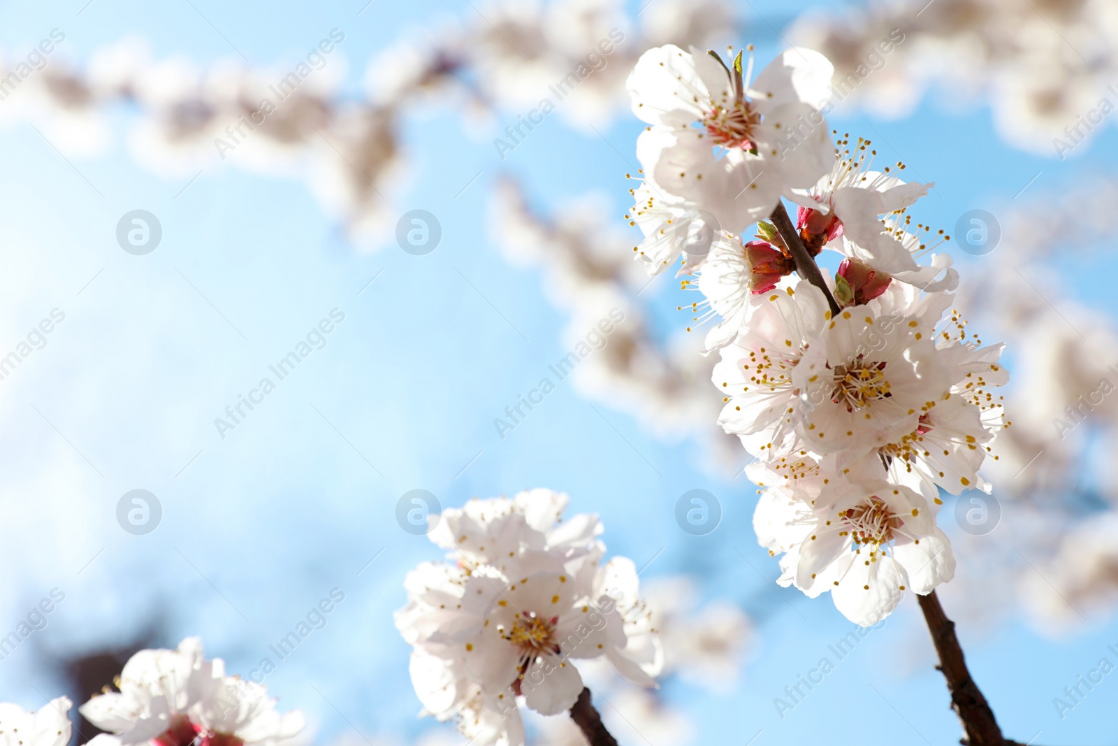 Photo of Beautiful apricot tree branches with tiny tender flowers against blue sky, space for text. Awesome spring blossom