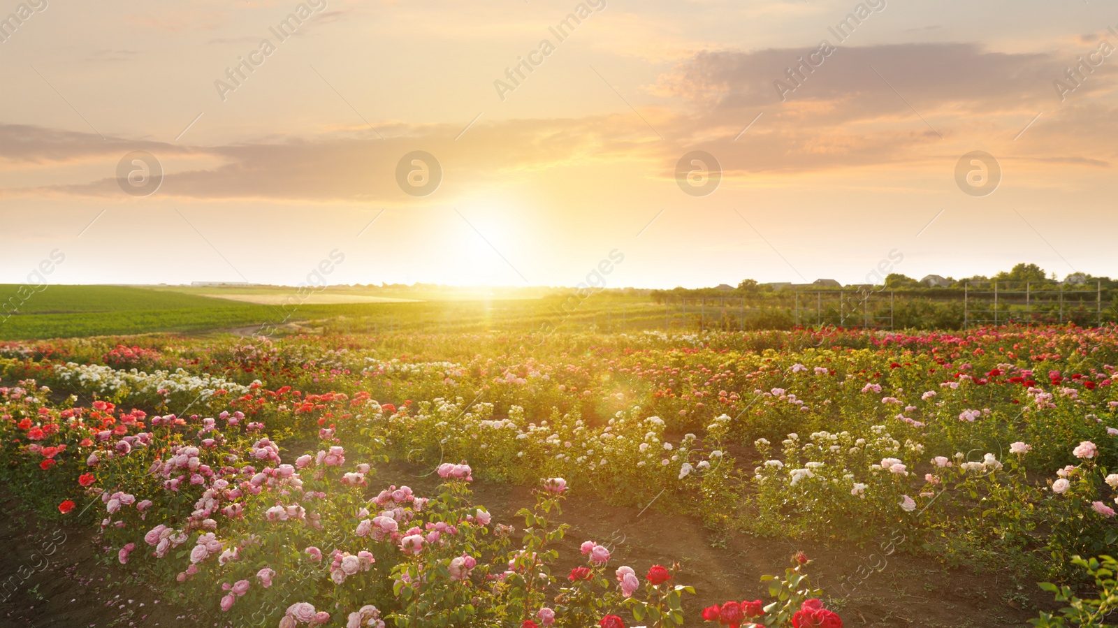 Photo of Bushes with beautiful roses outdoors on sunny day