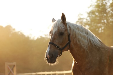 Photo of Adorable horse with bridles outdoors, space for text. Lovely domesticated pet