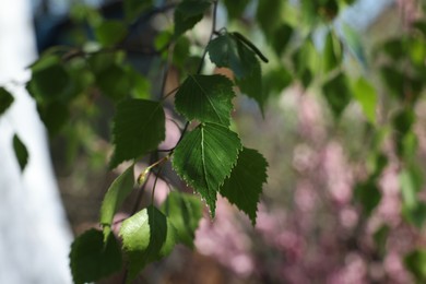 Photo of Closeup view of birch tree with young fresh green leaves outdoors on spring day. Space for text