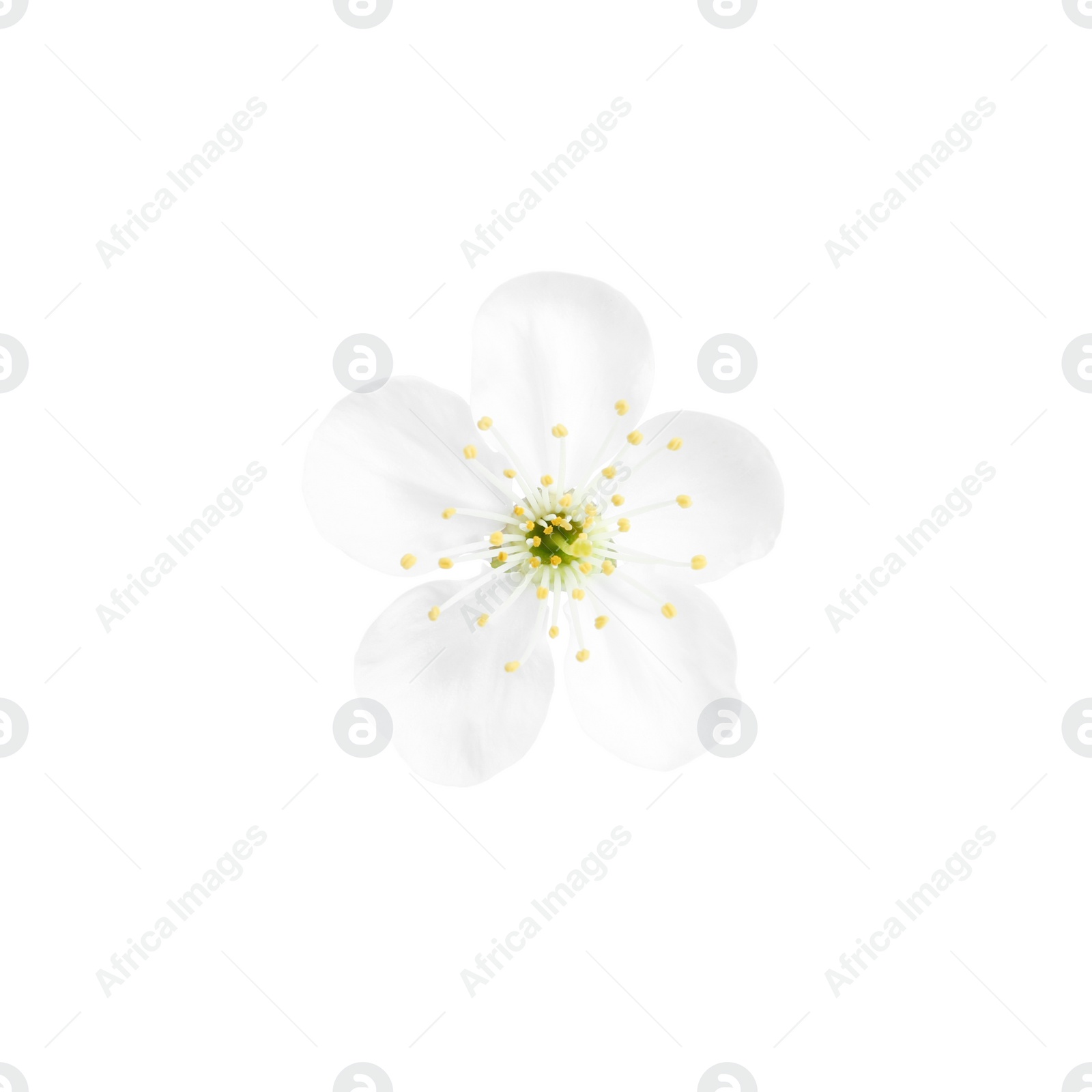 Photo of Beautiful tree blossom isolated on white. Spring season