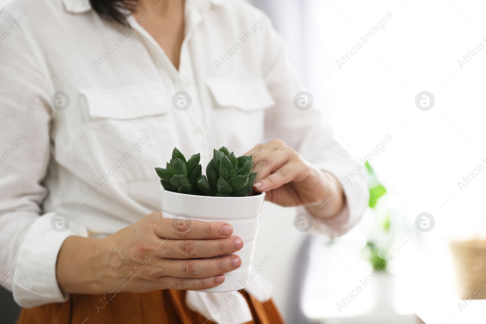 Photo of Woman with succulent plant at home, closeup. Engaging hobby