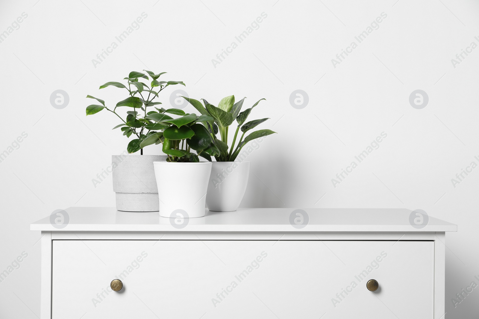 Photo of Many different houseplants in pots on chest of drawers near white wall, space for text