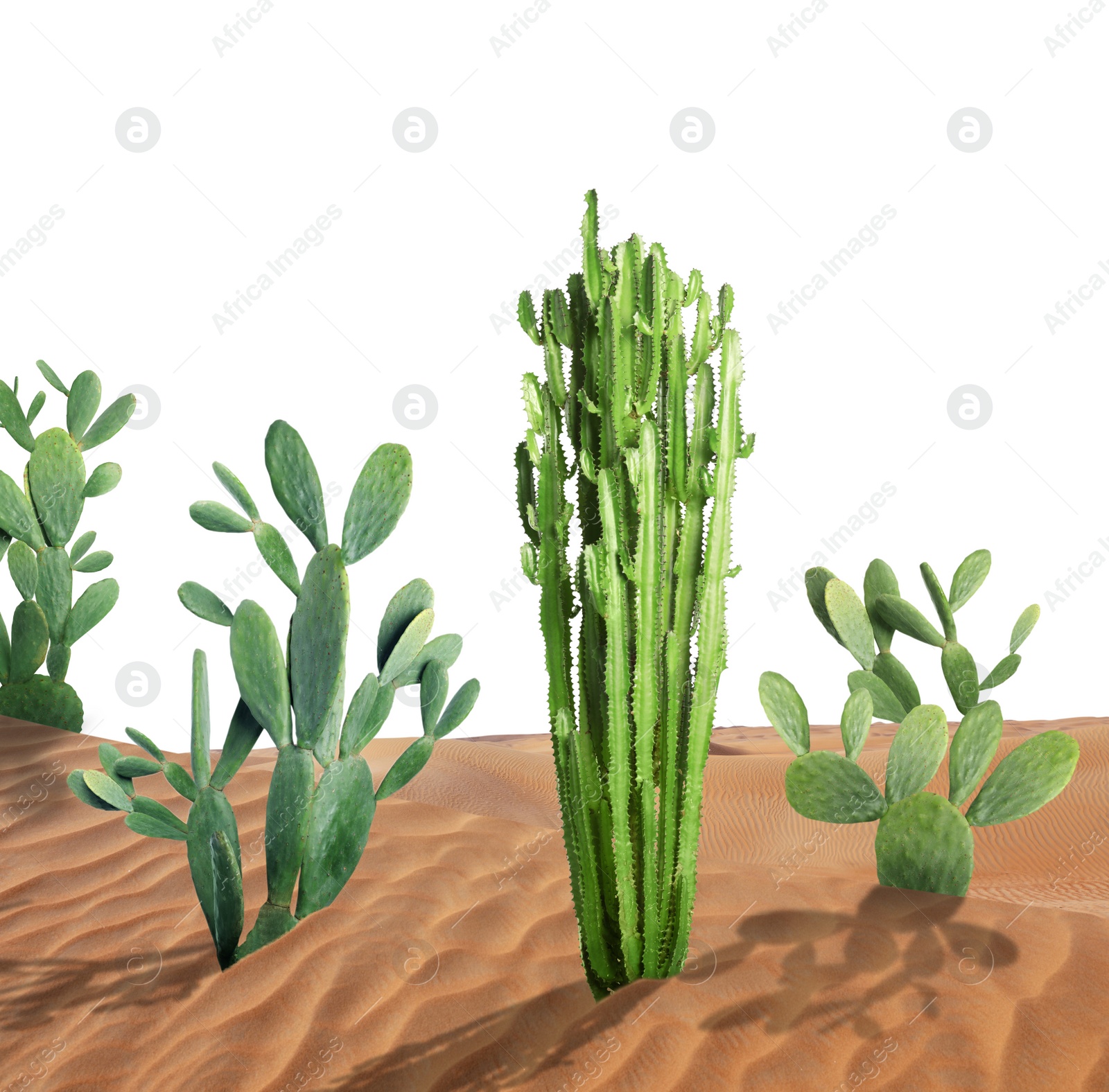 Image of Beautiful big cactuses growing in sand on white background