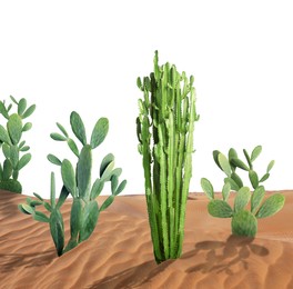 Beautiful big cactuses growing in sand on white background