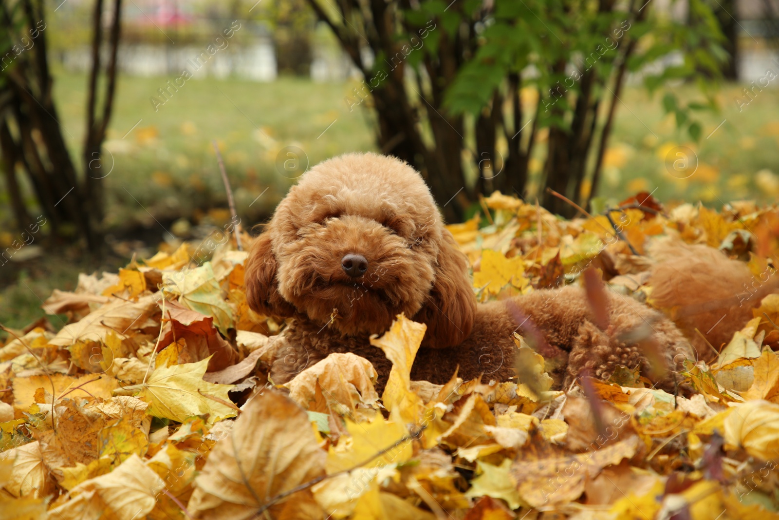 Photo of Cute dog near autumn dry leaves in park