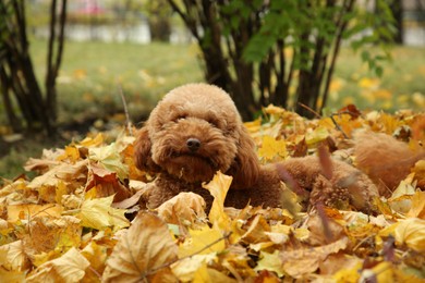Cute dog near autumn dry leaves in park
