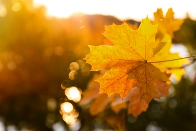 Tree branch with sunlit golden leaves in park, closeup. Autumn season