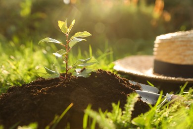 Photo of Seedling growing in fresh soil near hat on sunny day outdoors. Planting tree
