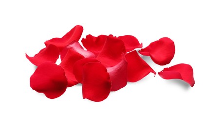 Many red rose petals on white background