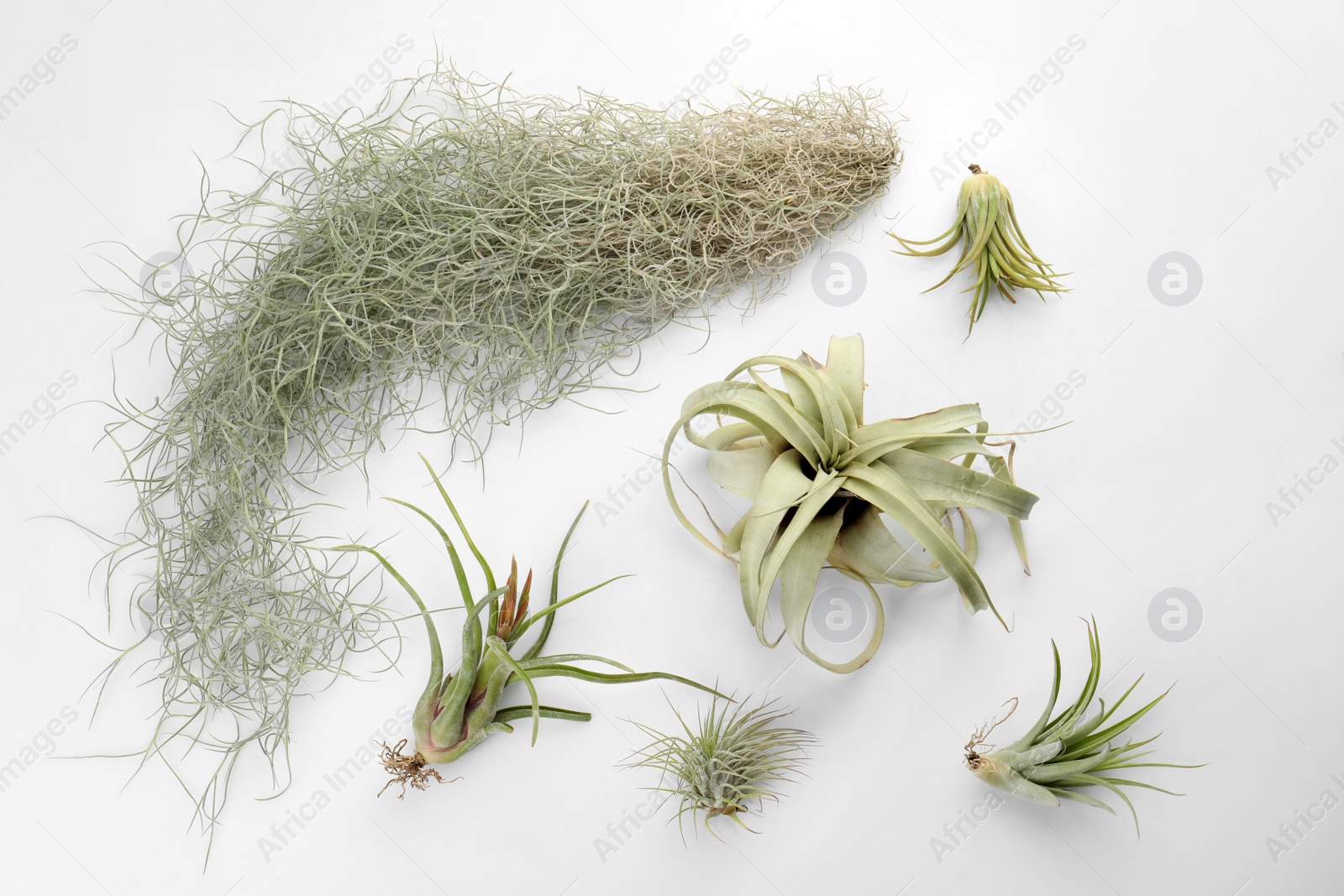 Photo of Beautiful tillandsias on white background, flat lay. Exotic houseplants