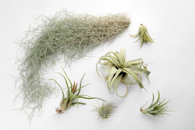 Beautiful tillandsias on white background, flat lay. Exotic houseplants