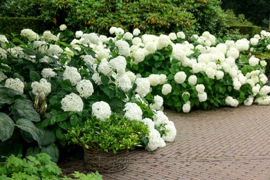 Photo of Beautiful park with blooming hydrangeas and paved pathway. Landscape design