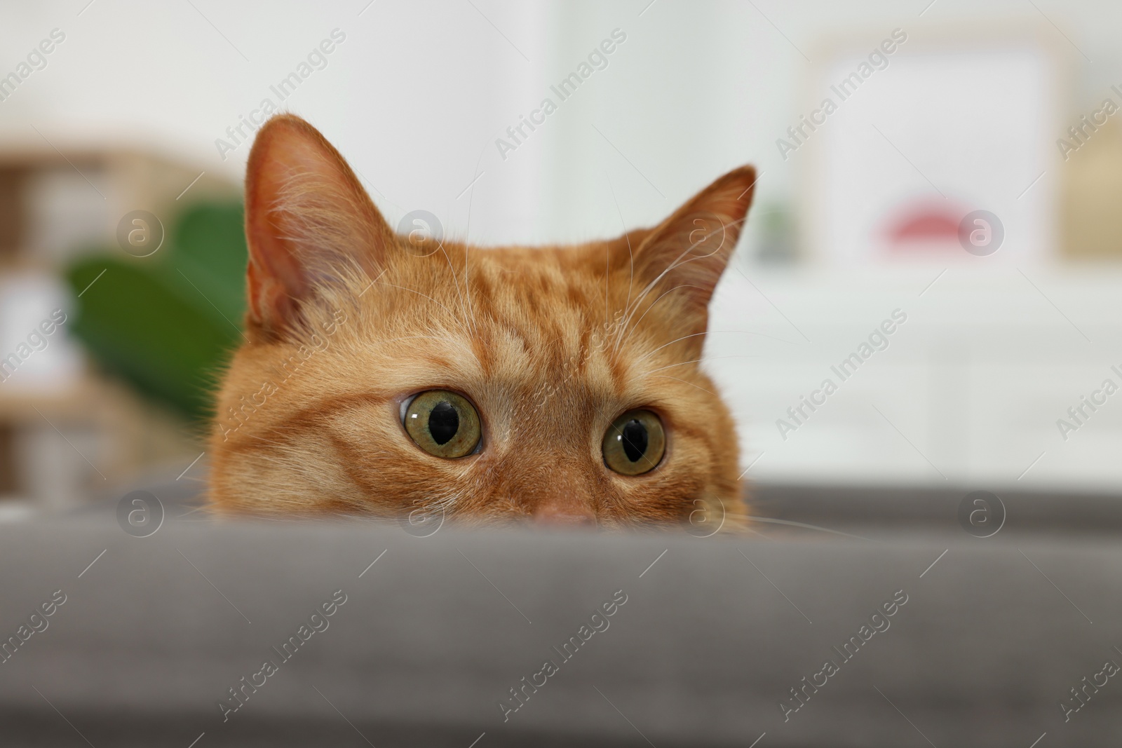 Photo of Cute ginger cat lying on armchair at home