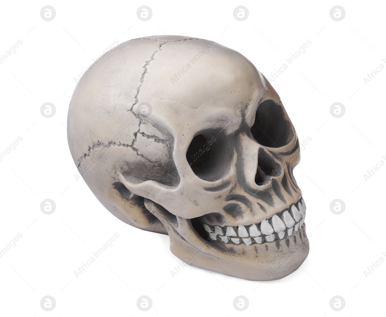 Photo of Human skull with teeth isolated on white