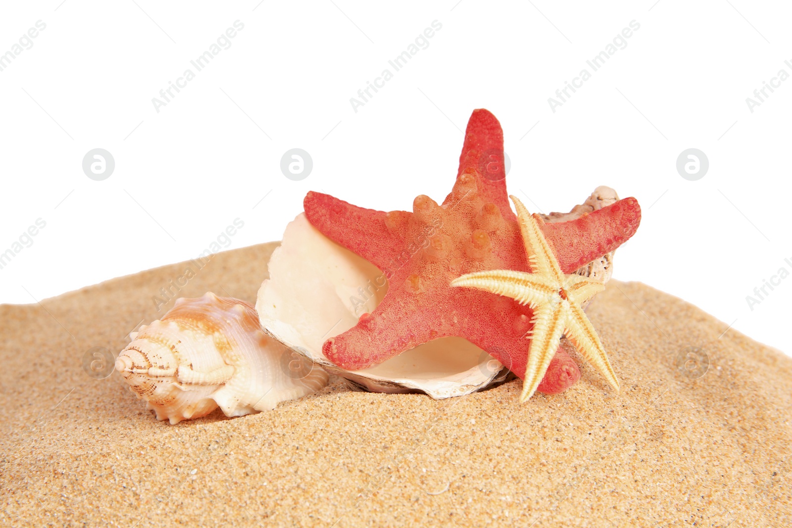 Photo of Sand with many beautiful sea stars and seashells isolated on white