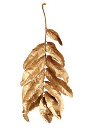 Photo of Twiggolden rowan leaves isolated on white. Autumn season
