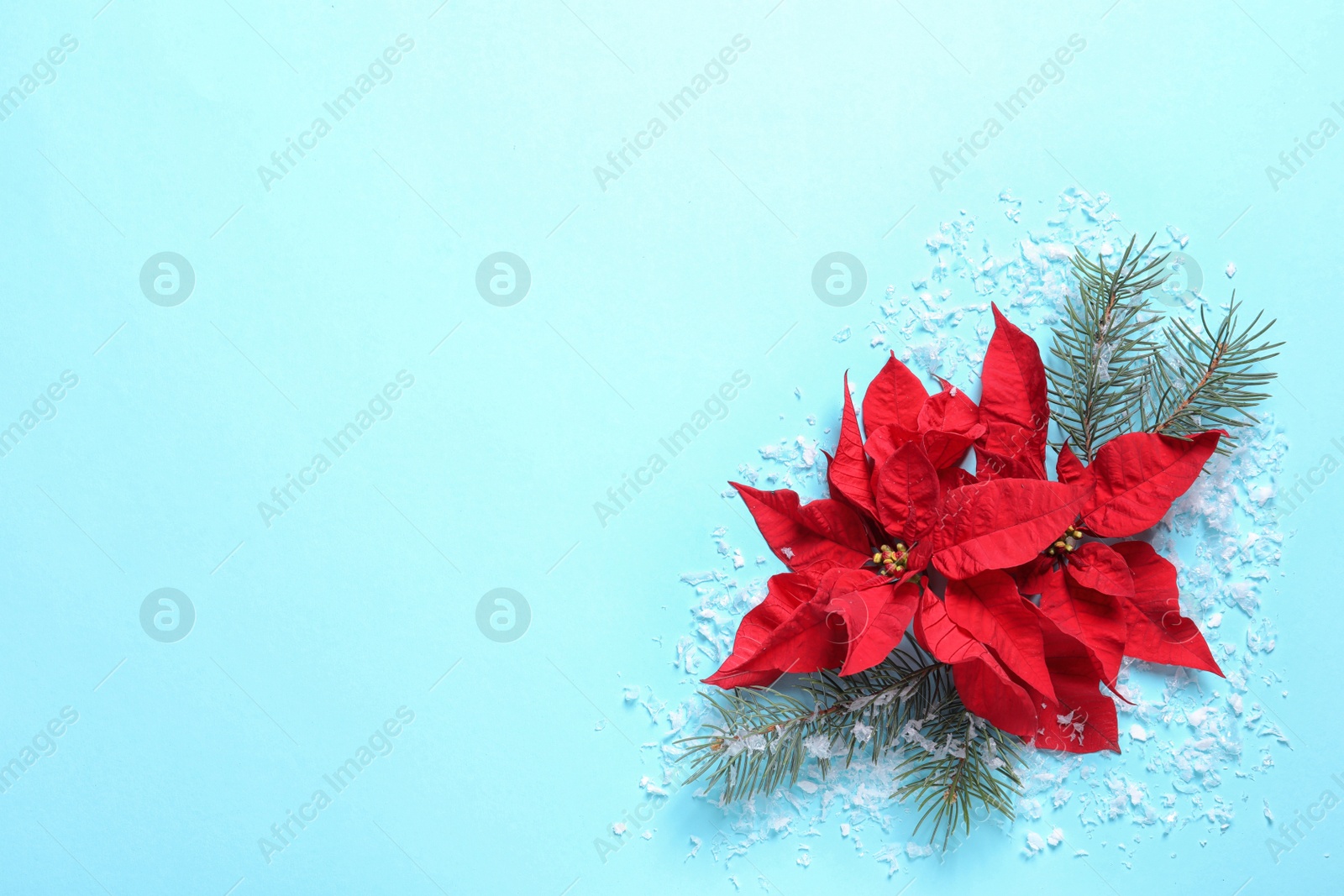 Photo of Flat lay composition with poinsettia and space for text on color background. Traditional Christmas flower