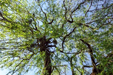 Beautiful willow tree with green leaves growing outdoors on sunny day, bottom view