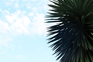 Beautiful palm tree against blue sky, space for text
