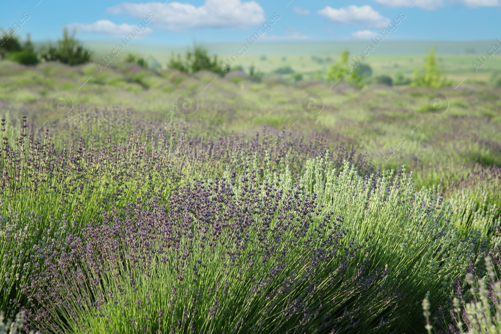 Photo of Beautiful view of blooming lavender growing in field