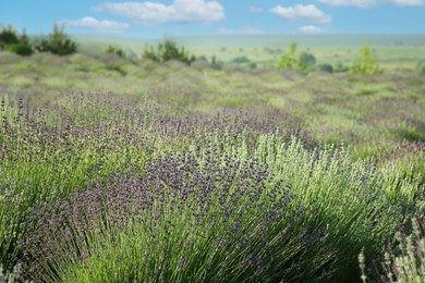 Beautiful view of blooming lavender growing in field